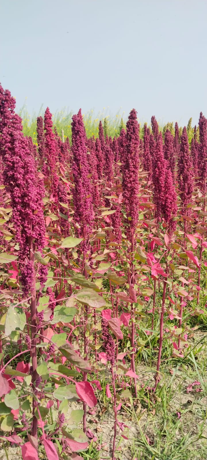 Farmer field trial of high yielding, lodging resistant, high nutrition and antioxidant rich
                        advanced breeding lines of superfood Quinoa