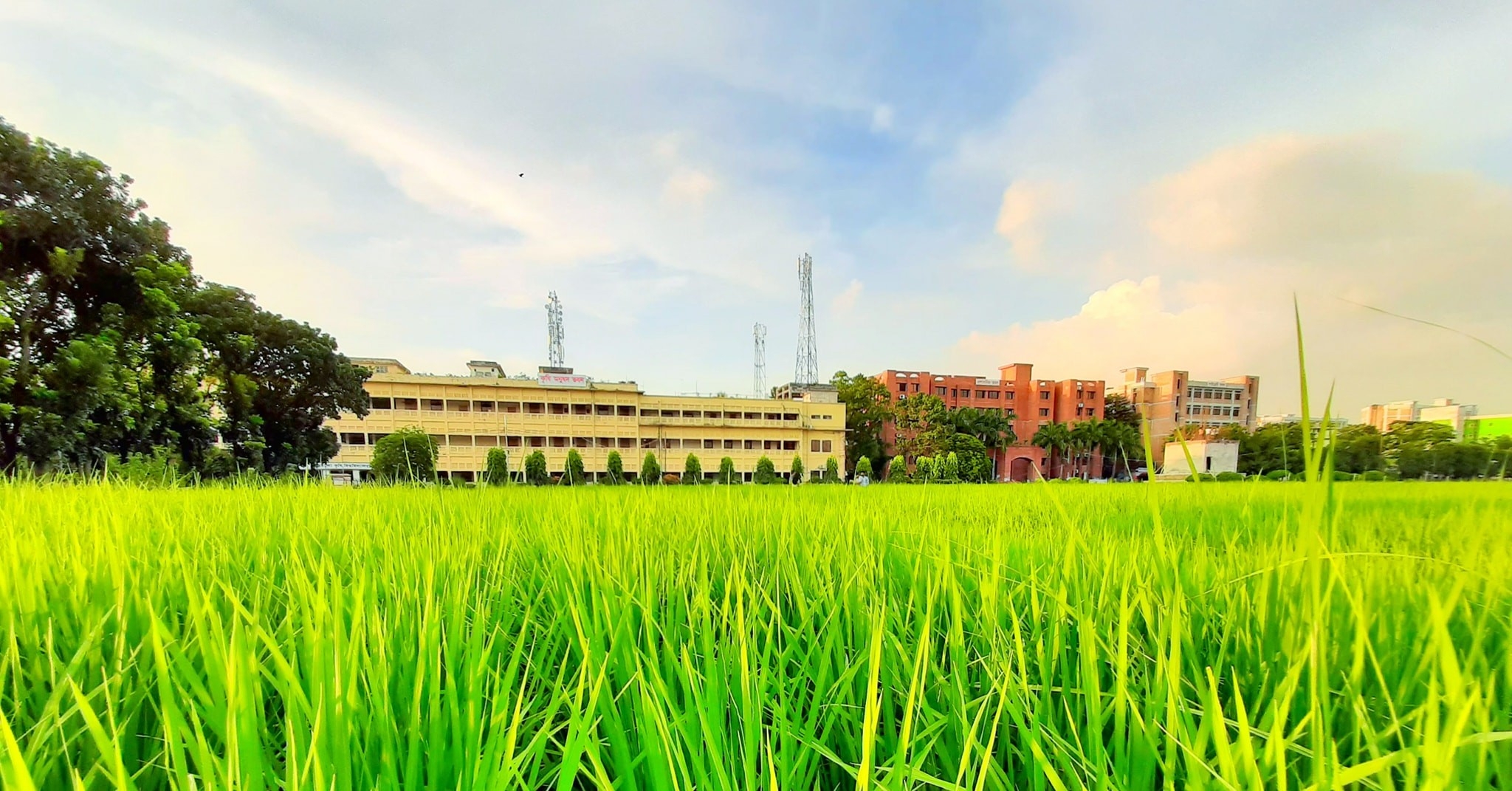 মাঠ পরিচর্যা  বিষয়ক কার্যক্রম